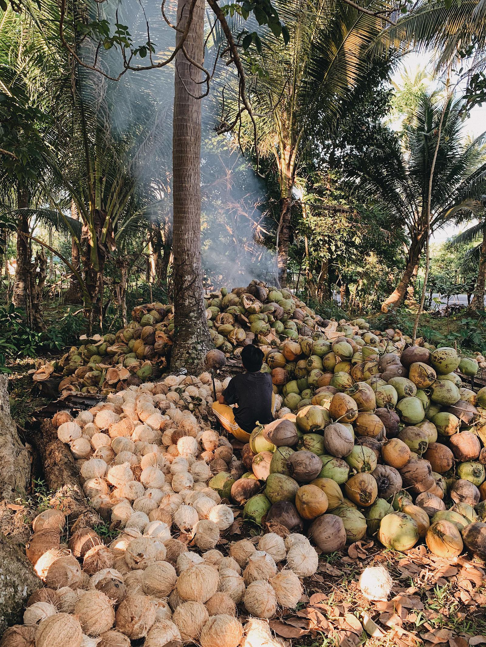 Sorsogon, Philippines – Coconut Farm » Nostalgia on my Mind